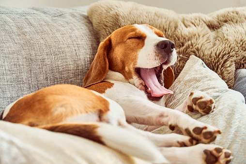 Dog on a sofa in funny pose. Beagle tired sleeping on couch.Paws upwards on back. Yawning with long tongue out.