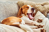 istock Beagle tired sleeping on couch yawning 1135151062