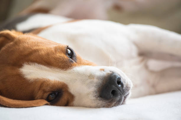 istock Beagle dog tired lie on couch and resting 1135151285