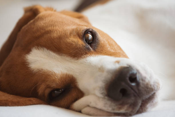 istock Beagle dog tired lie on couch and resting 1135152390