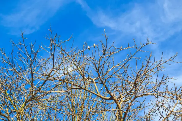 dry season, tree branches, bird and blue sky. Good for background