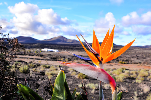 Spanish Bird of Paradise Plant in Full Seasonal Bloom Lanzarote Canary Islands Spain