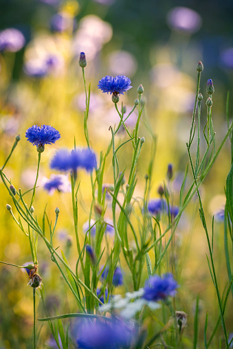 Back lit Cornflowers with morning dew.