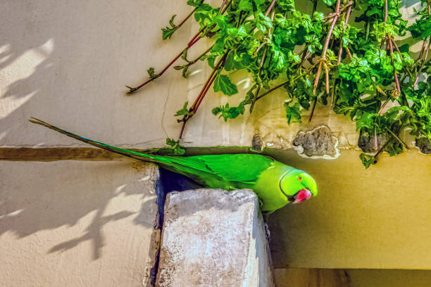 indian rose-ringed parakeet (psittacula krameri manillensis), also known as the ring-necked parakeet - new delhi, india - new media imagens e fotografias de stock