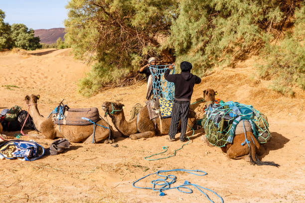 モロッコ、サハラ砂漠のラクダ - two humped camel ストックフォトと画像