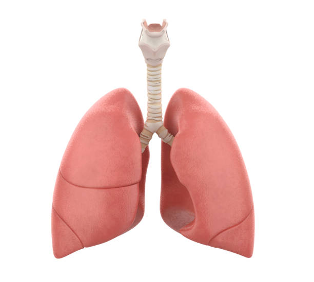 istock Human Lungs Anatomy Isolated 1135154360
