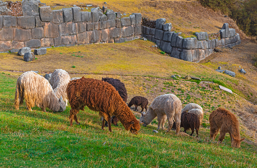 A group of llamas and alpacas grazing on tender green grass in the archaeological inca ruin of Sacsayhuaman in the city of Cusco, Peru.