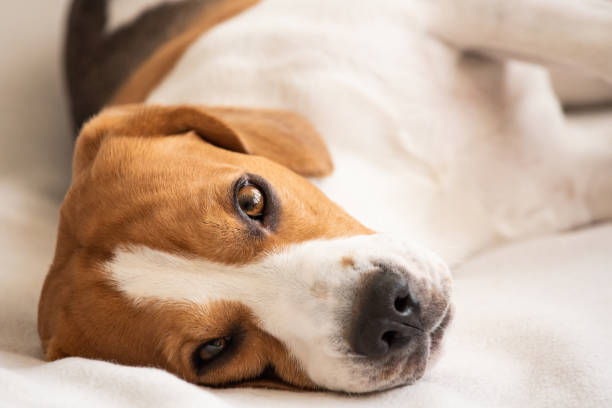 istock Beagle dog tired lie on couch and resting 1135156253
