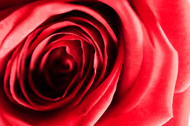 Extreme close up macro color image depicting the layers of delicate petals inside the head of a fresh red rose flower in bloom. Selective focus on this abstract image with room for copy space.