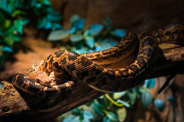 istock Venomous snake resting on branch of tree 1135156583