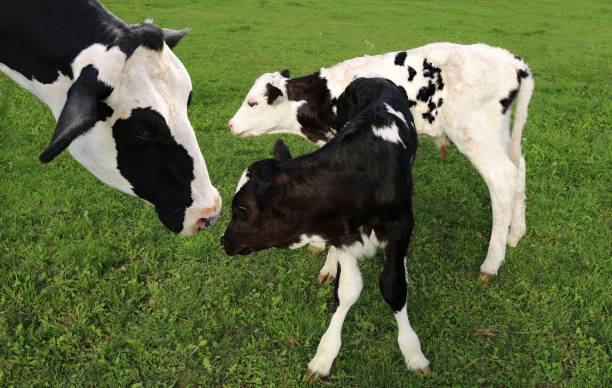istock Holstein cow with her two calves in the field 1135157626