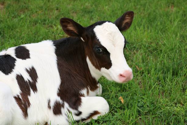 istock Content newborn Holstein calf laying in the meadow 1135157657