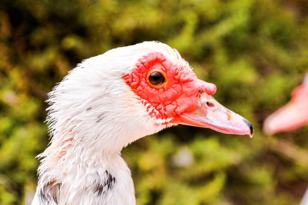 istock Muskovy Duck wild 1135158000