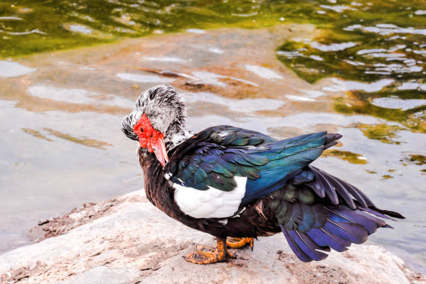 istock Muskovy Duck wild 1135158005