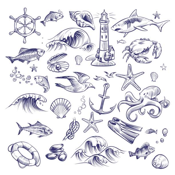 handgezeichnete marine-set. meeresoseereiche leuchtturmkrabbe tintenfische knoten-klok-kreb-kreb-sammlung - starfish underwater sea fish stock-grafiken, -clipart, -cartoons und -symbole