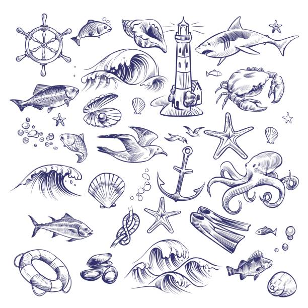 손으로 그려진 된 해양 세트입니다. 바다 바다 항해 등 대 상어 게 문 어 불가사리 매듭 크랩 쉘 구명 부 표 컬렉션 - shell stock illustrations