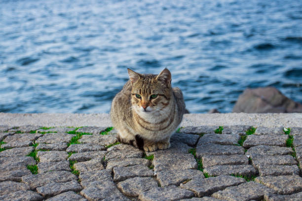 istock cute cat is sitting by the sea 1135161132