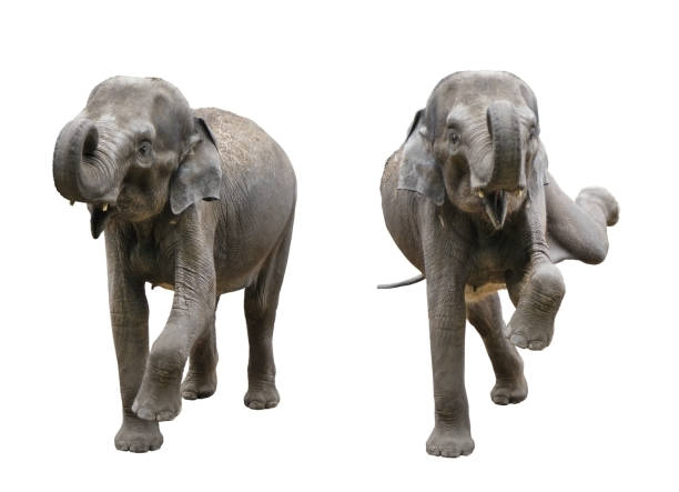elephants on an isolated white background