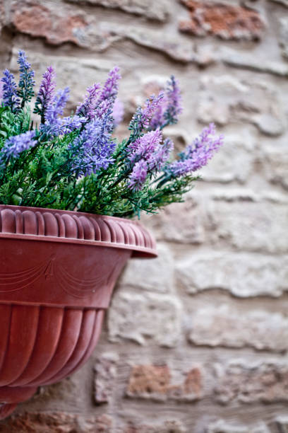 istock Flower pot with lavender plant 1135161456