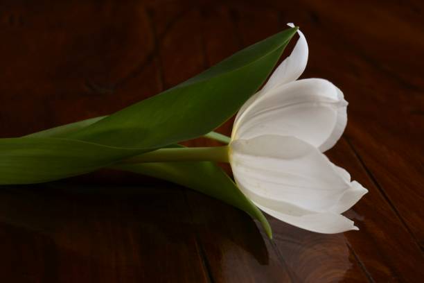 istock Background with flower  - beautiful white tulip 1135161588