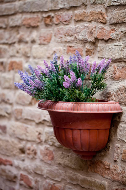 istock Flower pot with lavender plant 1135161700