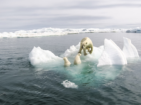 Oso polar en el Ártico photo