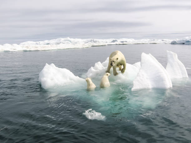 белый медведь в арктике - polar bear arctic global warming ice стоковые фото и изображения