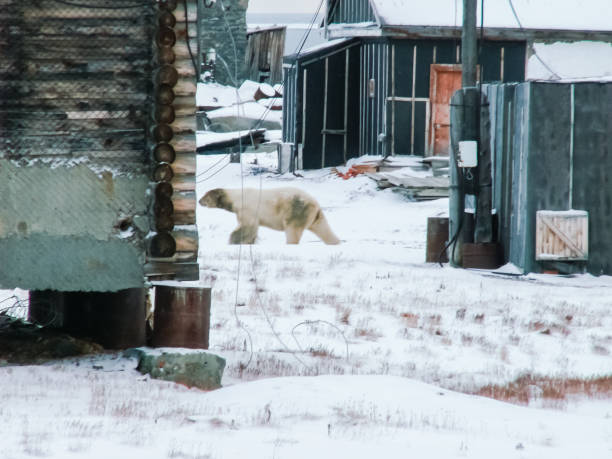 istock The bears came to the research station 1135163638