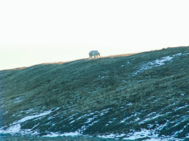 kuvapankkikuvat ja rojaltivapaat kuvat aiheesta jääkarhu kävelee rinnettä pitkin. - deadhorse alaska