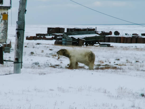 istock The bears came to the research station 1135163645
