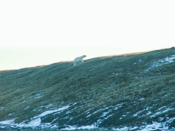 kuvapankkikuvat ja rojaltivapaat kuvat aiheesta jääkarhu kävelee rinnettä pitkin. - deadhorse alaska