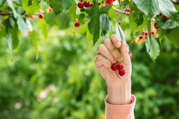 Person collecting cherries from the tree stock photo