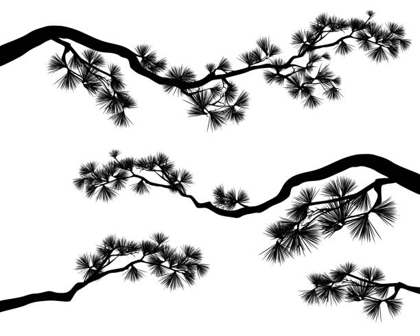 pine tree long branches vector silhouette long elegant pine tree branches - black and white conifer tree vector silhouette set pine trees silhouette stock illustrations