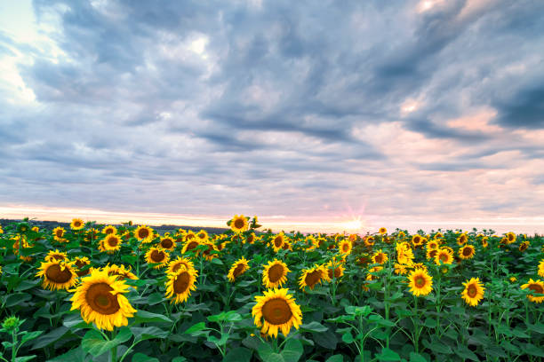 istock Field cultivated with sunflower on a day with cloudy sky. 1135163960