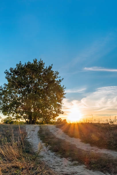istock Beautiful picturesque oak tree on sunset background 1135164904