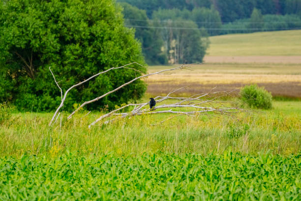 istock Black crow in a field on a dry tree 1135164978