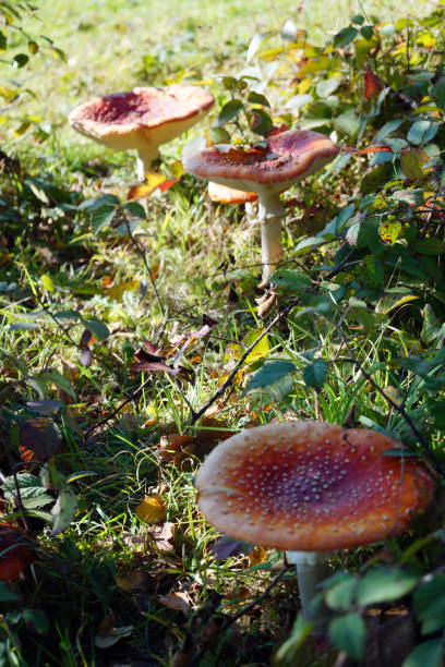 istock Large mushrooms growing on the forest floor 1135166407