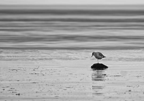 istock Alone an isolated seagull standing on a rock on the shore in black and white 1135167485