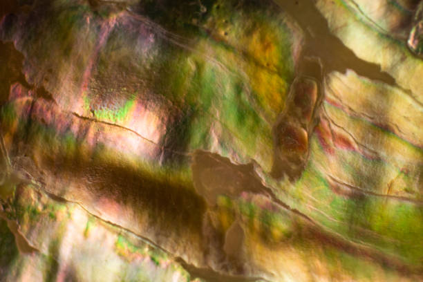 istock Natural shell haliotis of pearl iridescent texture 1135167546