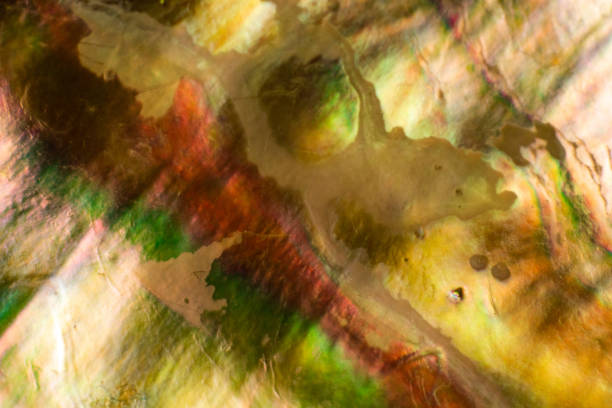 istock Natural shell haliotis of pearl iridescent texture 1135167552