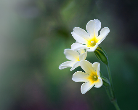 Close-up of three white and yellow tiny flowers on a soft green background