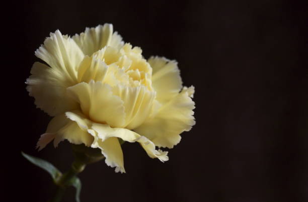 istock Background with flower  - beautiful yellow carnations 1135168315
