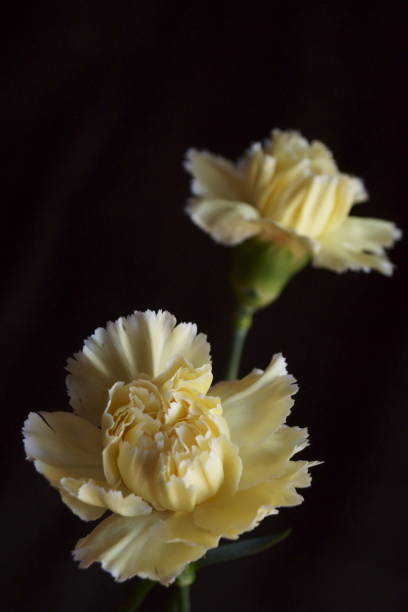 istock Background with flower  - beautiful yellow carnations 1135168320