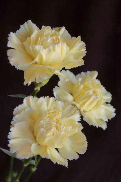 istock Background with flower  - beautiful yellow carnations 1135168338