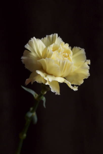 istock Background with flower  - beautiful yellow carnations 1135168341