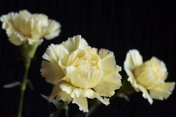 istock Background with flower  - beautiful yellow carnations 1135168367