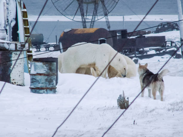 istock The bears came to the research station 1135169140