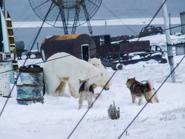 istock The bears came to the research station 1135169151