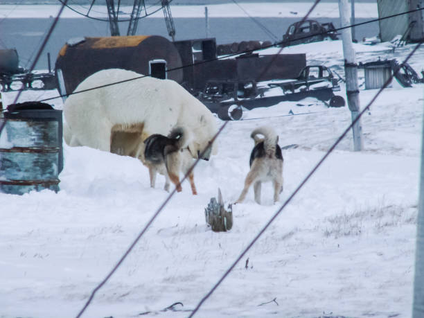 istock The bears came to the research station 1135169157