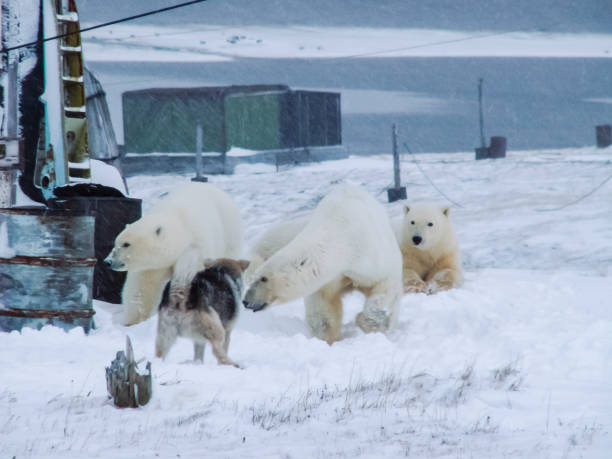 istock The bears came to the research station 1135169165